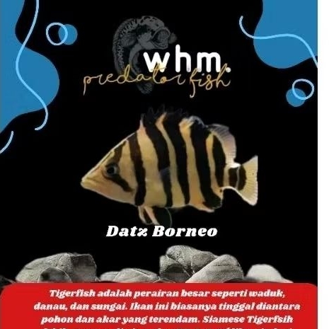 Datz Borneo Mix Bar 3-4 cm PROMO TERMURAH  (mainan ikan)