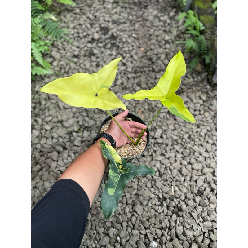 thaumatophyllum angela variegata