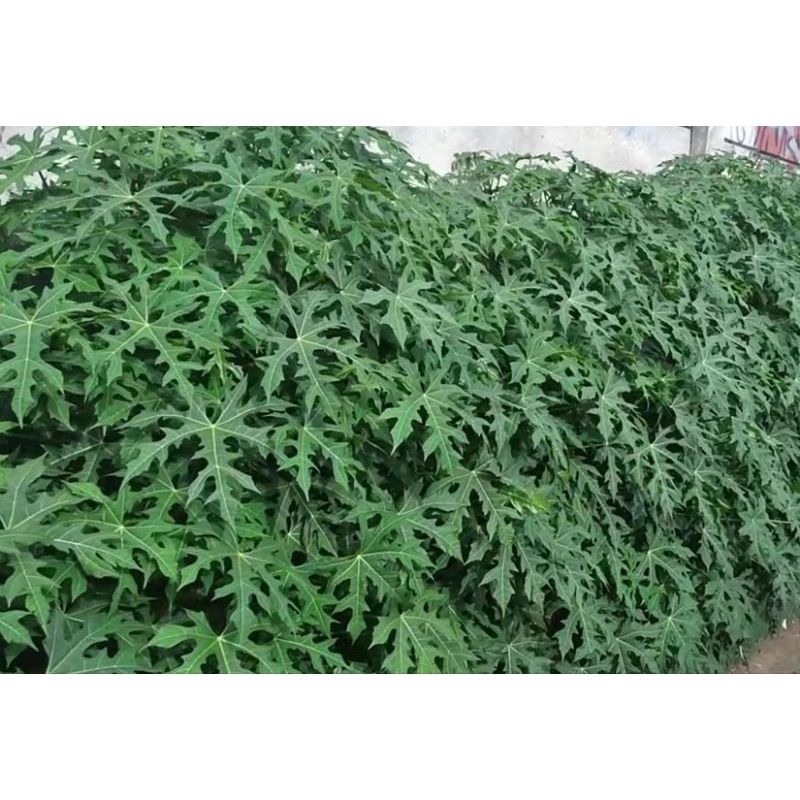 

Fresh Daun Kates Jepang 100gr