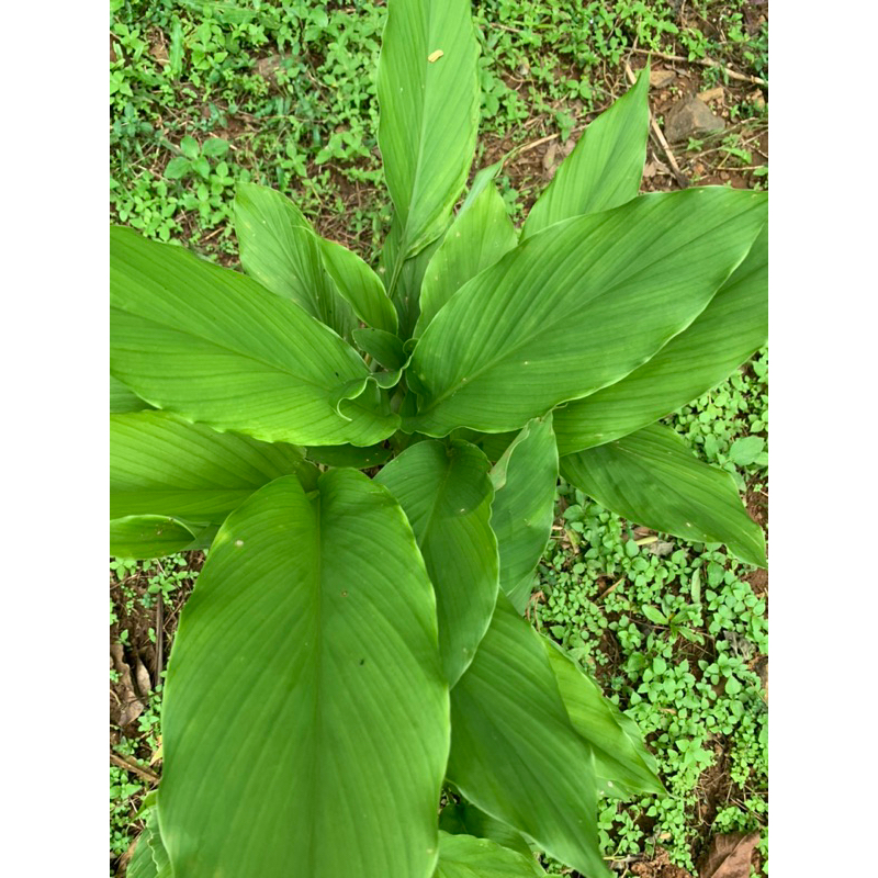 

daun kunyit/daun kunir per 20 lembar