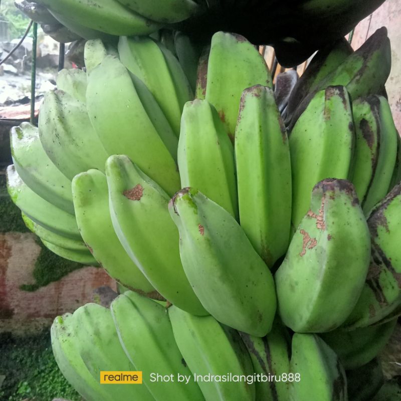 

Pisang kepok super spesial manis menggoda (kemasan 1 kg)