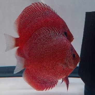 Discus Panthera / Discus aquascape ikan hias aquarium