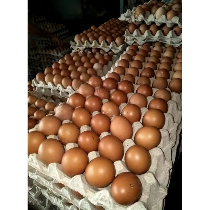 

Telur Telor Ayam Negri Fresh Berkualitas Premium Grade A - 500 gram 1 kg dan 1 tray