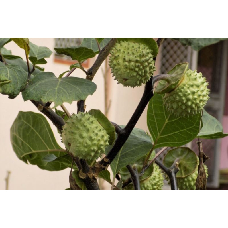 

Buah Kecubung / Kecubung Wulung / Kecubung per 1pcs