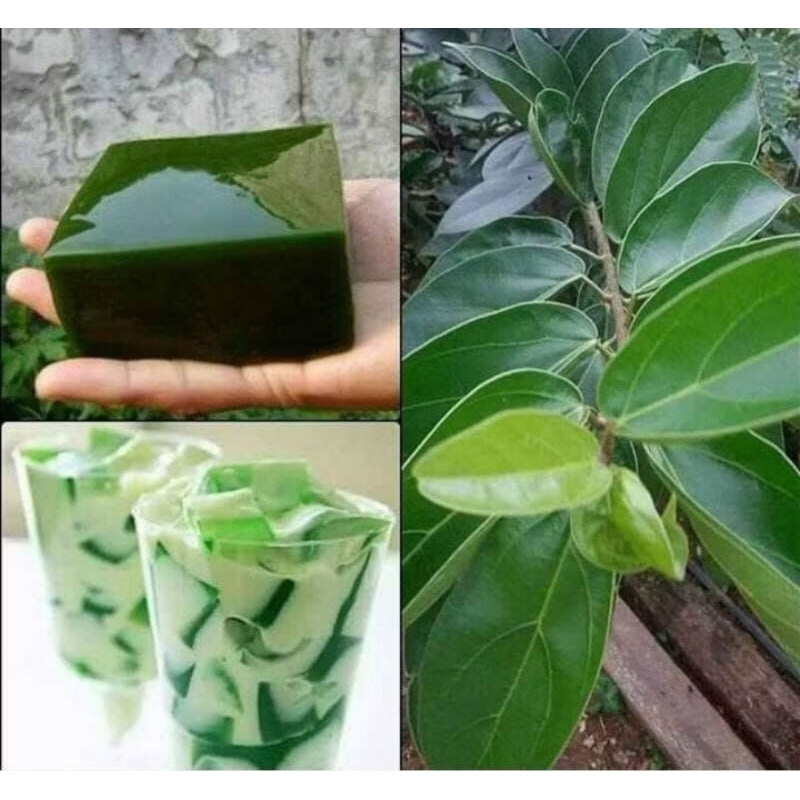 

Daun cincau perdu jelly sgar per 50 lembar organik Tanpa bahan kimia termurah