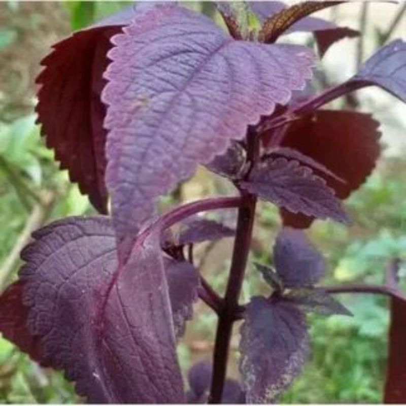 

daun jawer kotok merah original per 25 lembar segar fres termurah