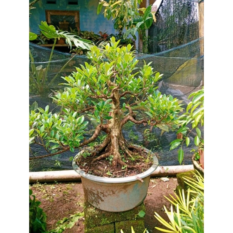 Tanaman hias bonsai kimeng siap pajang