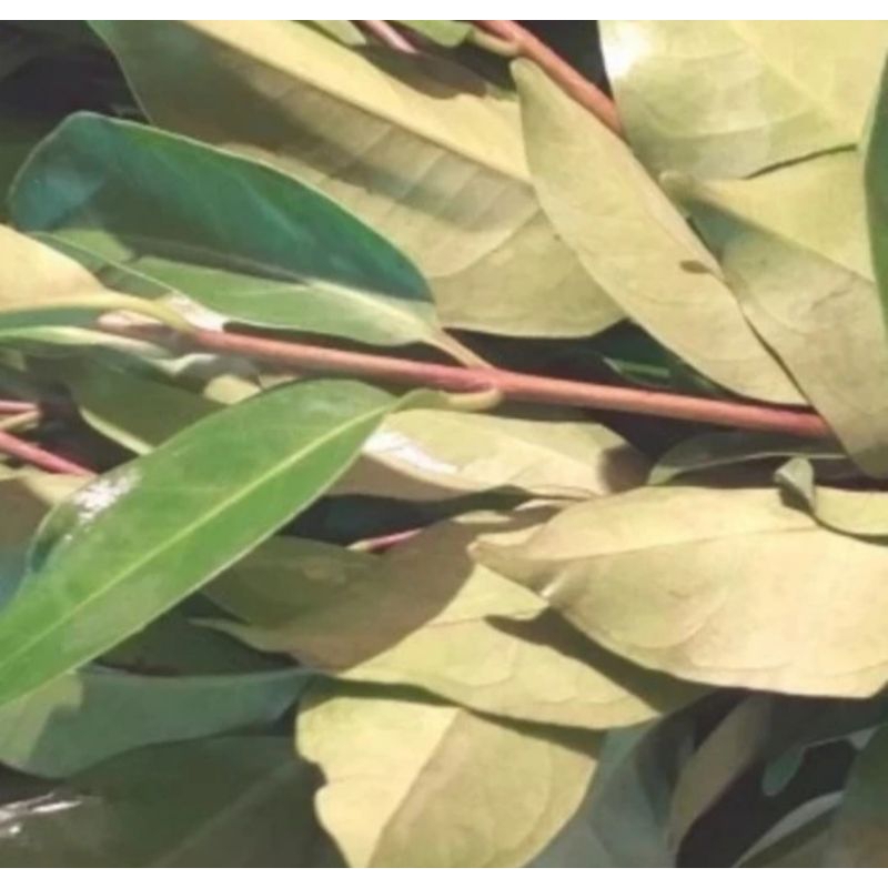 

Daun salam segar seikat 30 gram