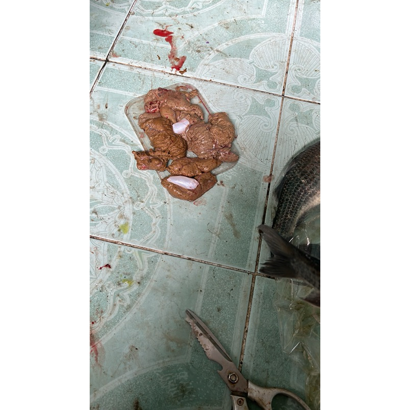 

Telur Nilem Fresh