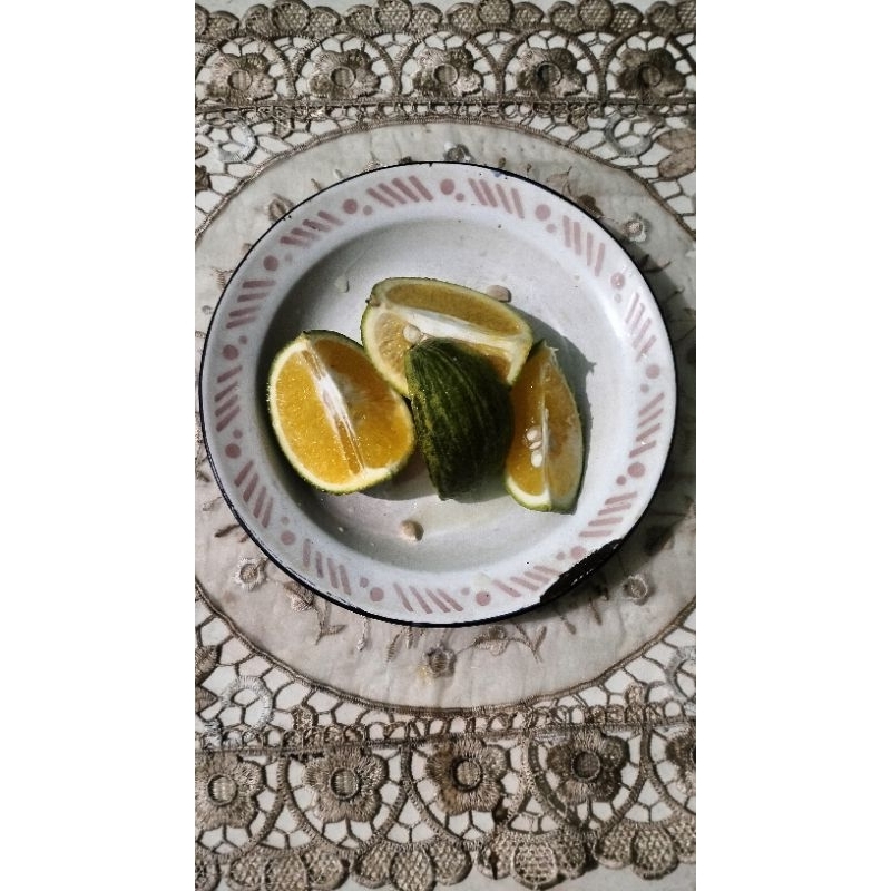 

Tanaman WhiteSapote Berbunga/Berbuah