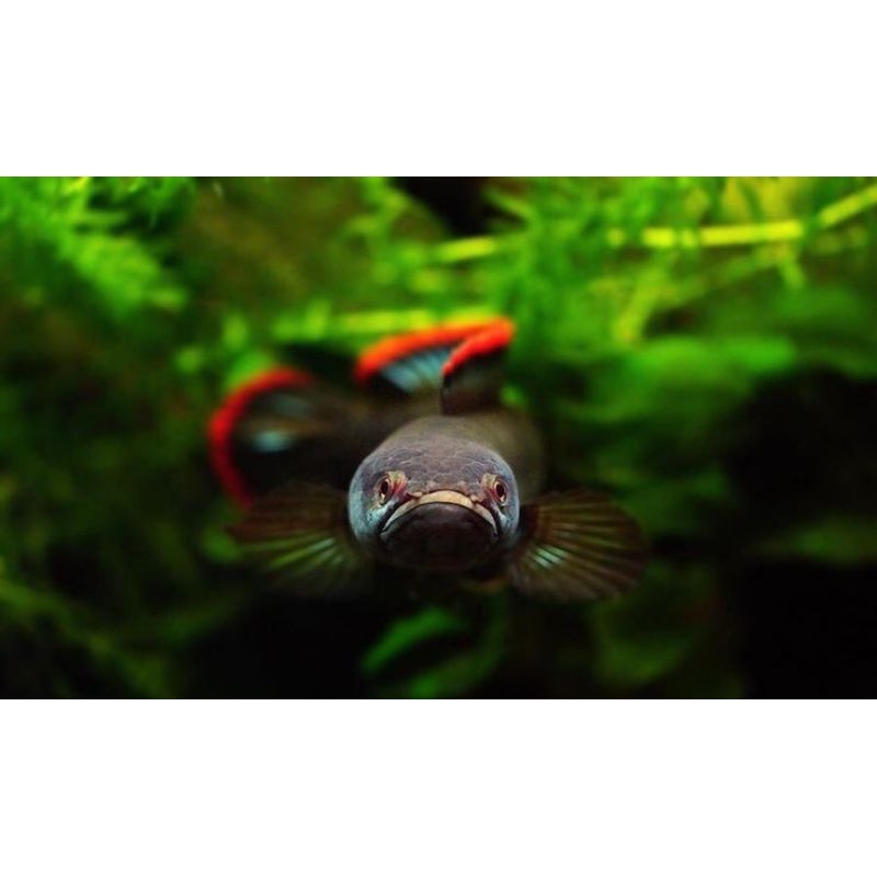 Limbata rim merah 11-15cm