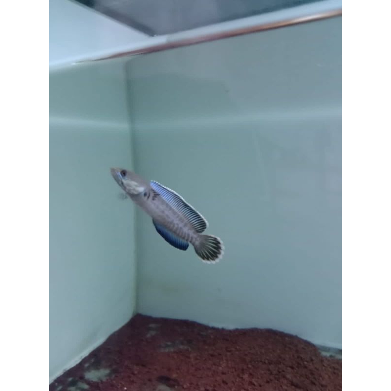 channa andrao size 4-5cm