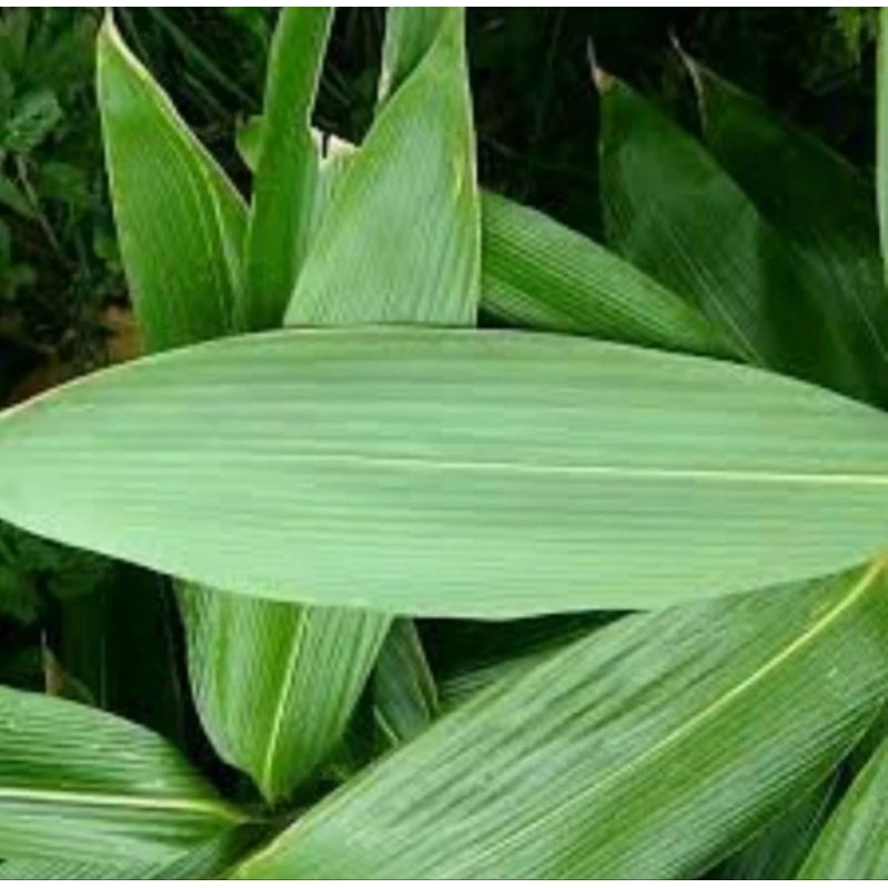

daun babu segar/lembar