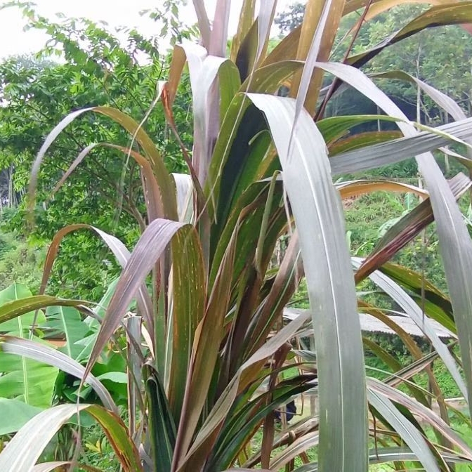 

Daun tebu hitam tebu ireng segar 1 kg