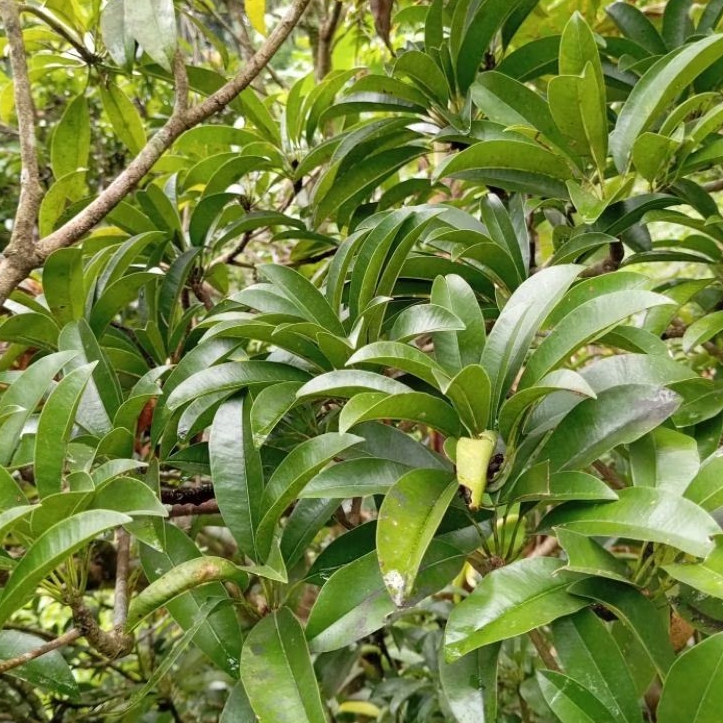 

Daun sawo segar petik langsung paket 1 kg