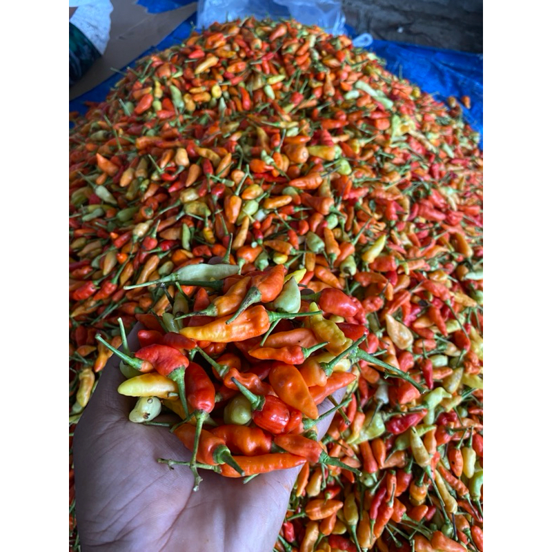 

CABAI RAWIT MERAH KEMASAN 500gram