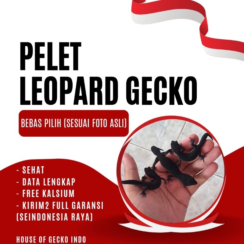 PELET LEOPARD GECKO BEBAS PILIH SESUAI FOTO (BONUS KALSIUM)