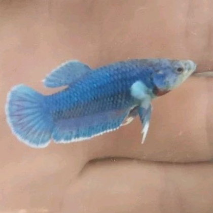 Cupang Plakat Dumbo Electric Blue White Butterfly *Instant Hanya Makassar*