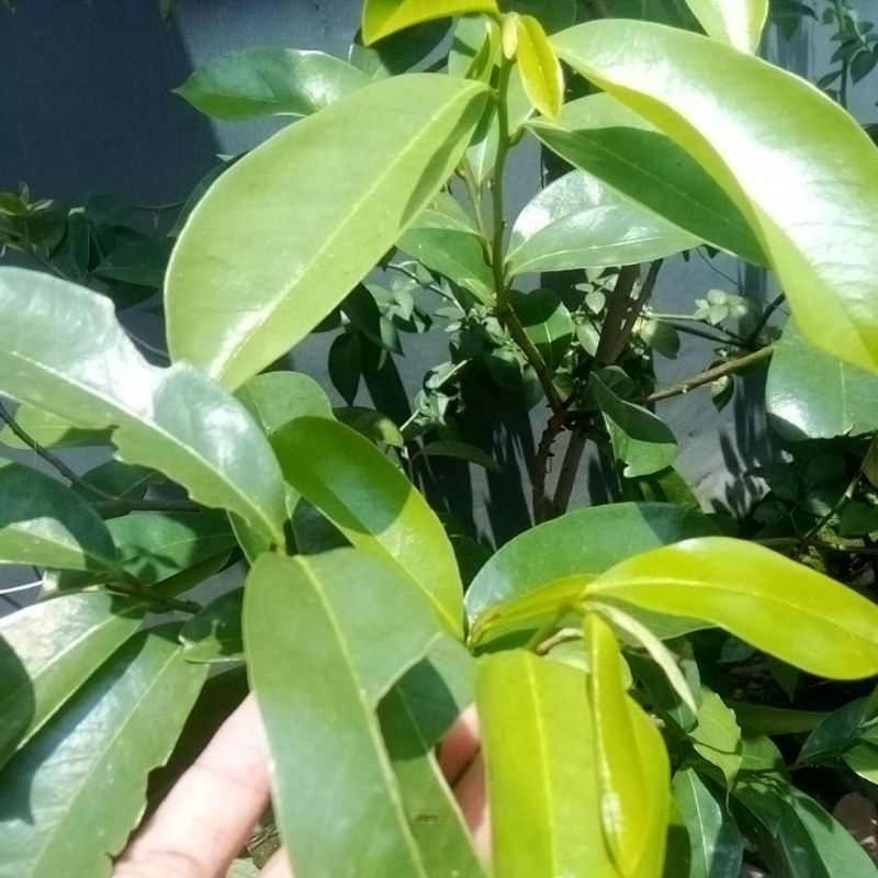 

Daun Sirsak