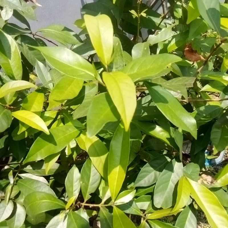 

Daun Salam