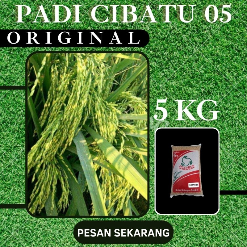 BENIH PADI PREMIUM CIBATU 05 KEMASAN 5KG