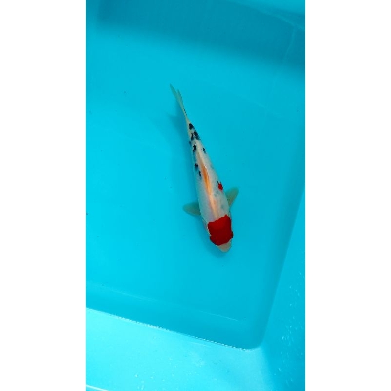 ikan koi blitar sanke 23 cm