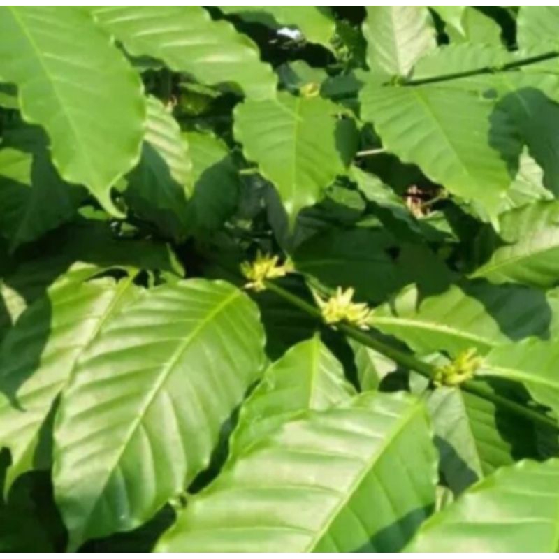 

daun kopi segar 500 gram