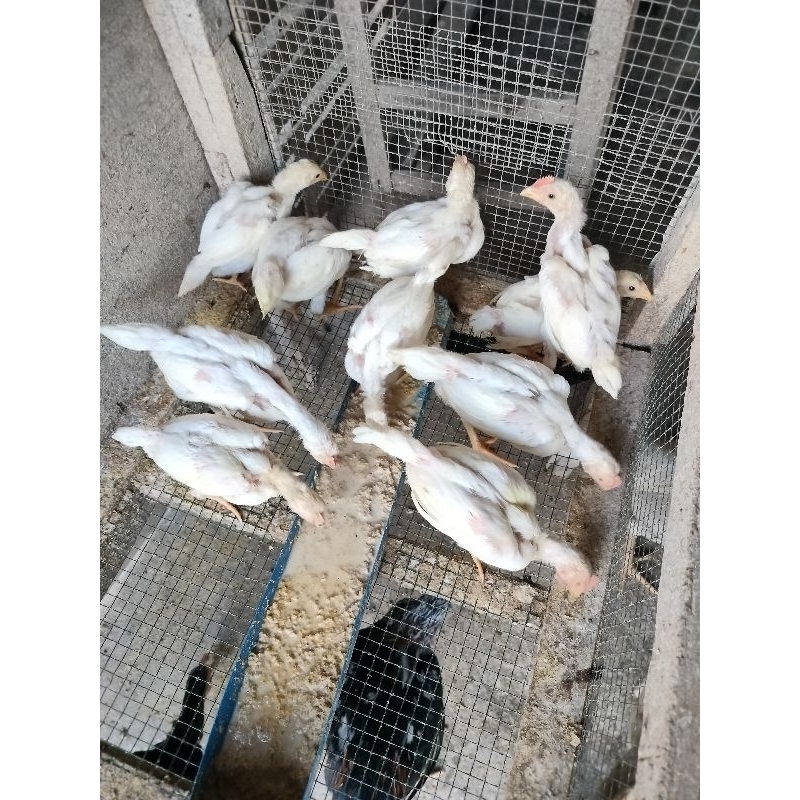Anak Ayam Kampung Super Warna Putih