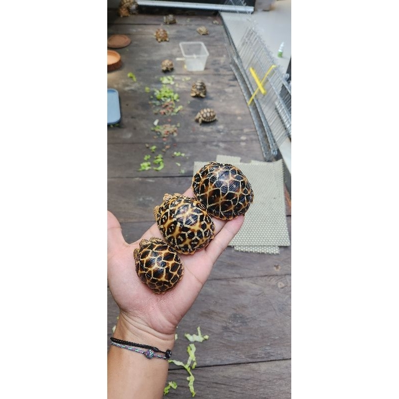 kura kura darat indian star instar