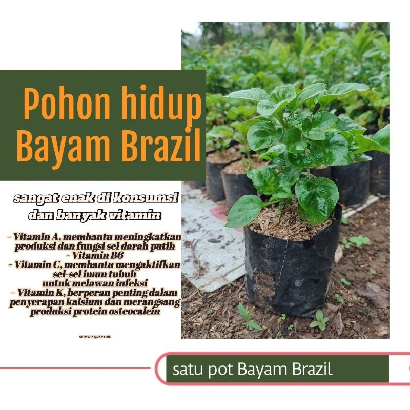 

Bayam Brazil Super ( Satu polibek Subur & Rimbun)