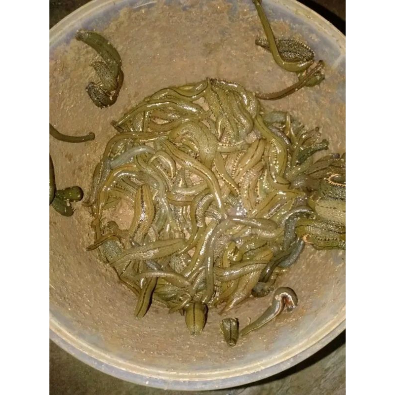 LINTAH TERAPI UKURAN SEDANG