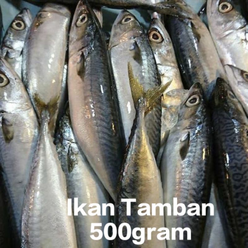 

ikan segar fresh/ ikan tamban segar fresh 500gram