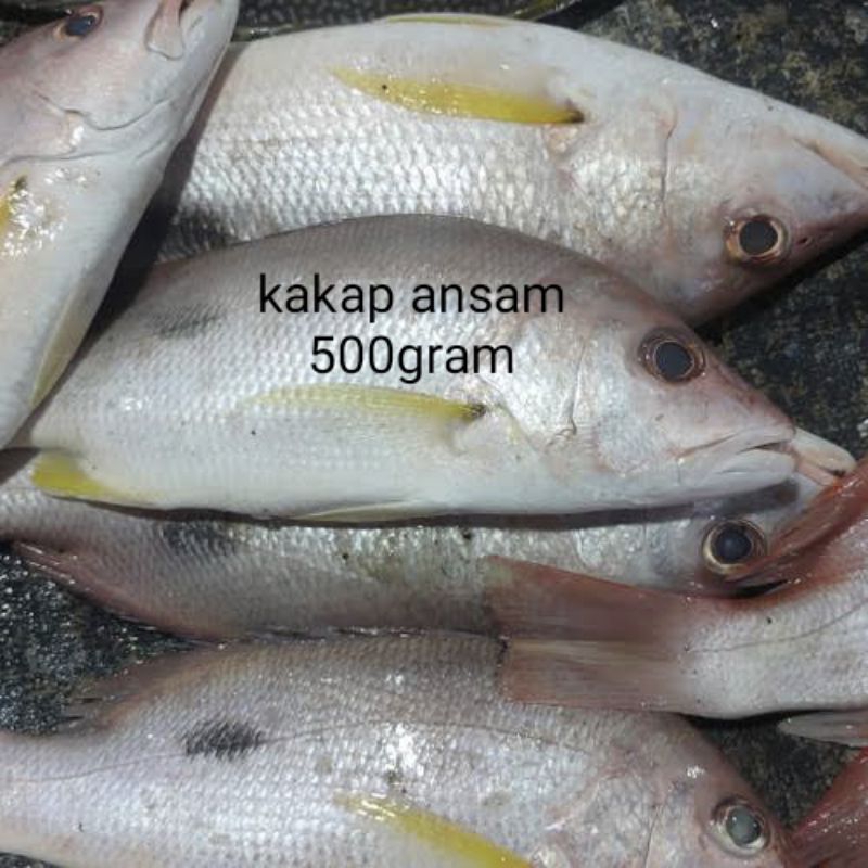 

ikan kakap ansam segar fresh 500gram/ ikan pasar pagi ikan kakap ansam 500gram