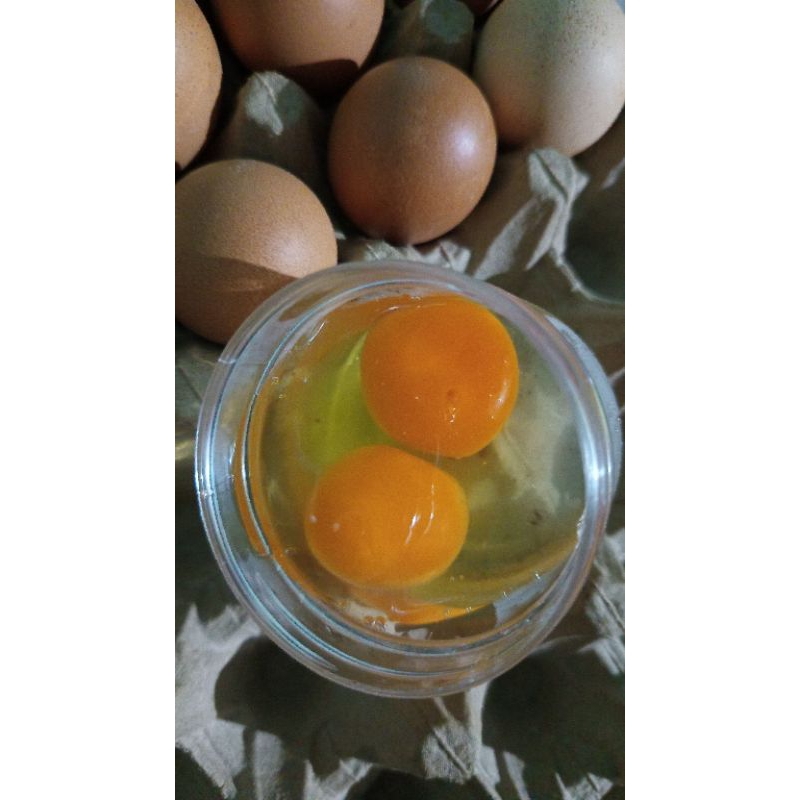 

TelorOmega3 Sedang