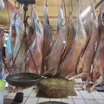 Full 1 ekor kambing ukuran 10 kg