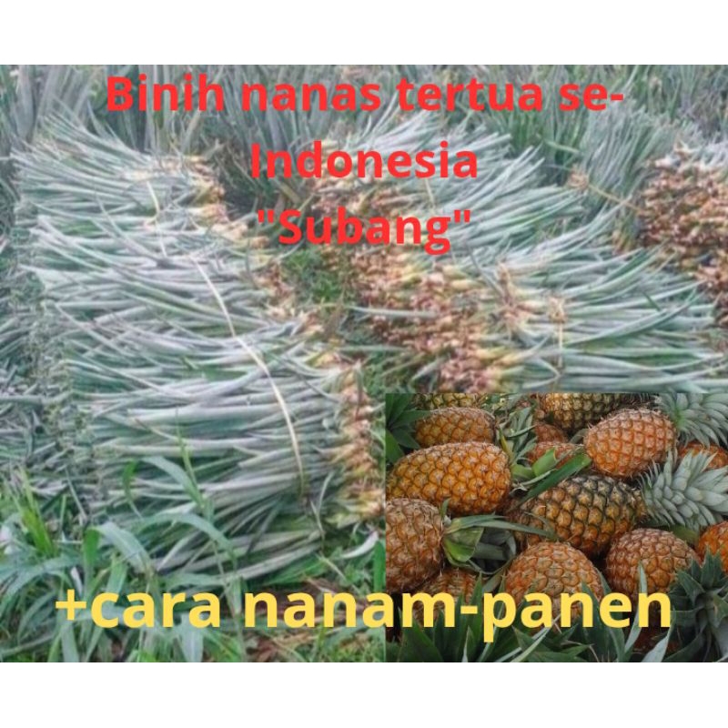 

BENIH NANAS SIMADU SUBANG TERTUA DI INDONESIA KEMASAN 10 BATANG