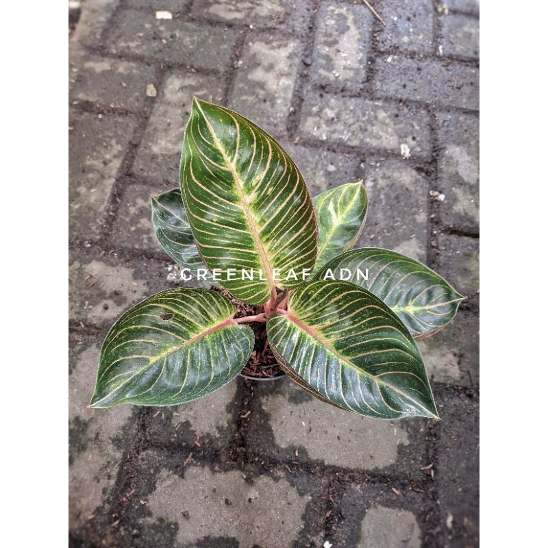 Tanaman Hias Aglonema Ajisaka Serat Emas | Real Pict