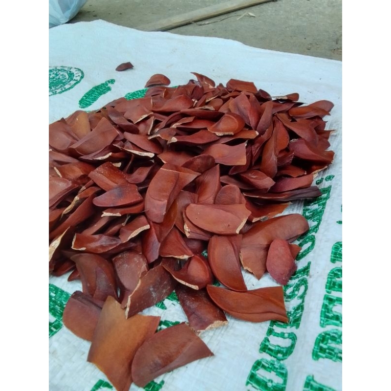 

300 GRAM BIJI MAHONI ASLI KERING TERMURAH BIJI MAHONI HERBAL ASLI