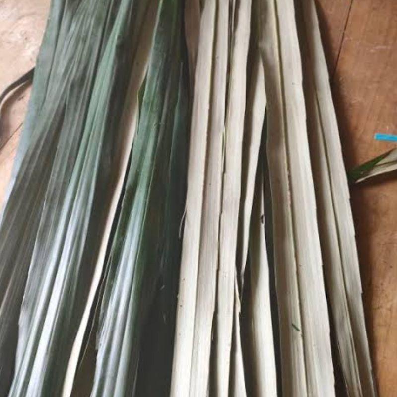 

Daun aren hijau segar petik langsung paket 50 batang