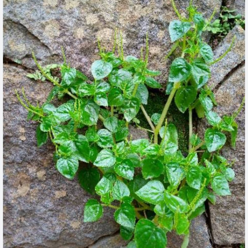 

Daun sirih Cina segar petik langsung 500 gram