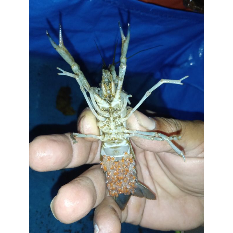 Indukan Lobster Air Tawar Gendong Telur - Pastikan Stok Sebelum Pesan