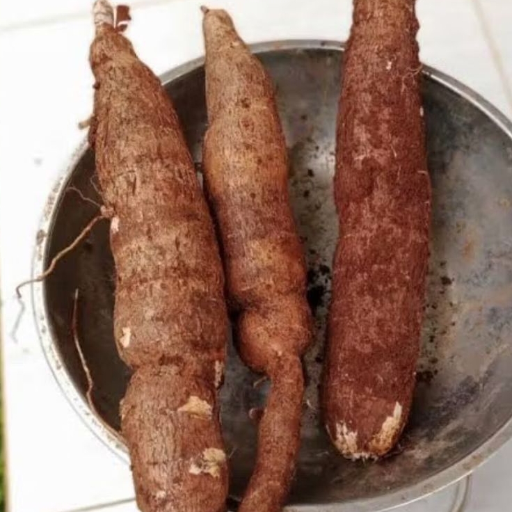 

Singkong sapikuru segar mentah 1 kg - HT