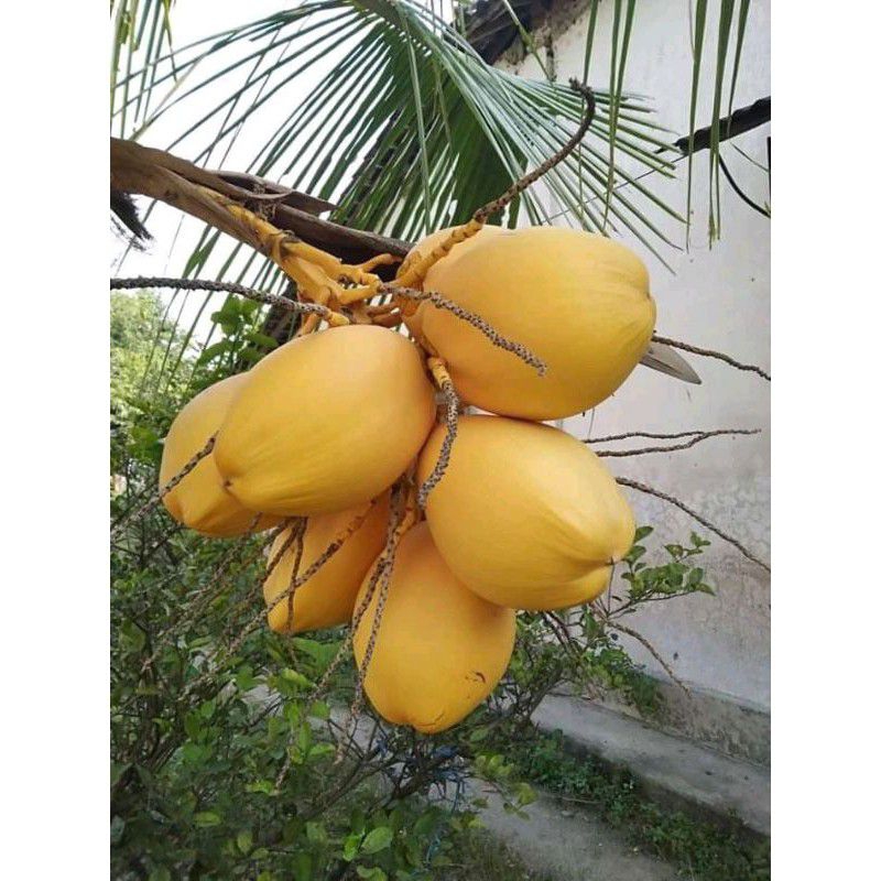 

kelapa Gading