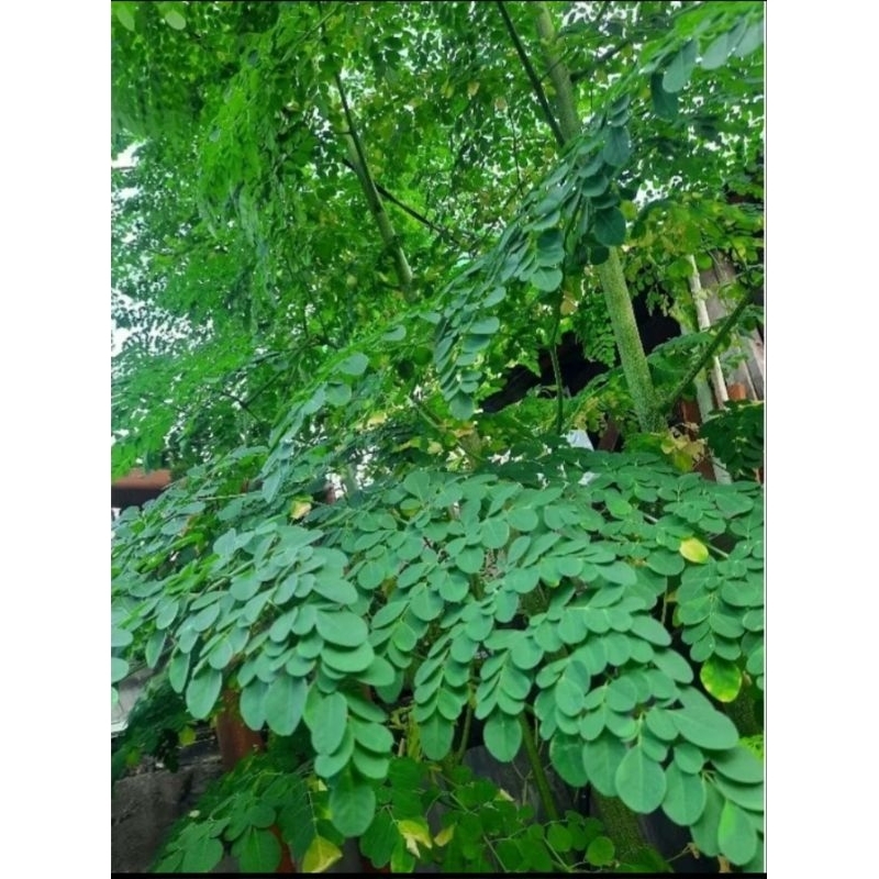

daun kelor organik / daun kelor segar / daun Kelor [bisa pesan mau berapa gram. harga bisa nego]