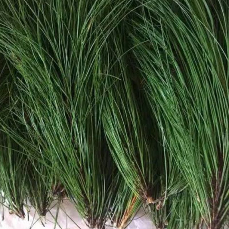 

Daun pinus segar 1 kg utuh tanpa lepas batang