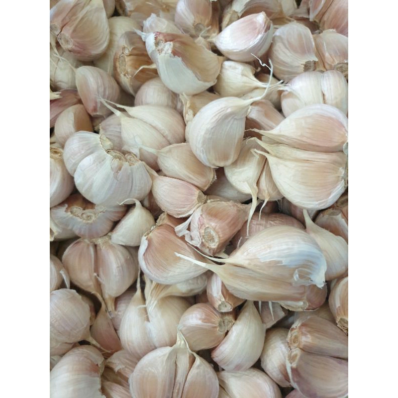 

Bawang kating bersih kemasan 1kg