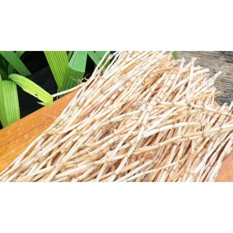 

Akar Alang Alang segar 1kg