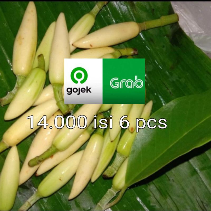 

kembang kantil putih 14.000 isi 6 pcs / kantil kuncup / kantil putih segar/ kembang cempaka