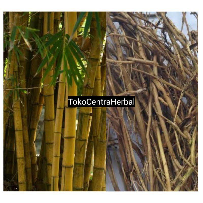 

Akar bambu kuning segar Petik langsung 250 gram
