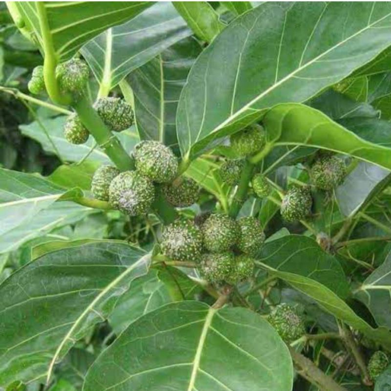 

Buah awar awar segar atau buah kuciat 500 gram